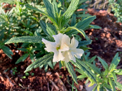 Diplacus osmo- Osmo Monkeyflower (mimulus)