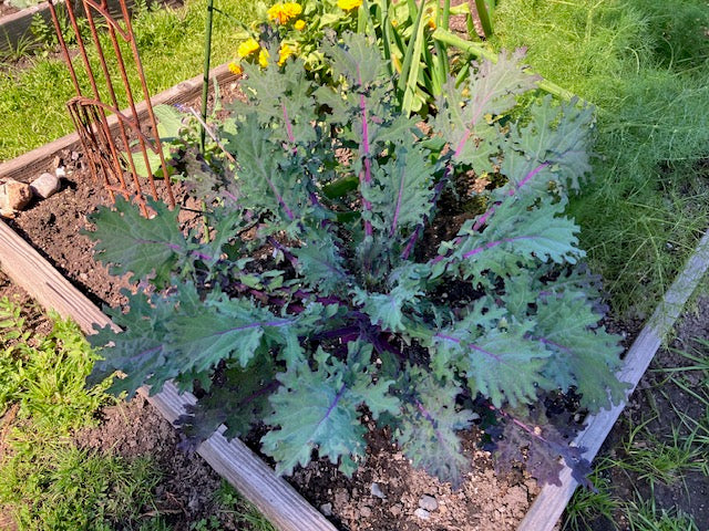 Kale - Red Russian