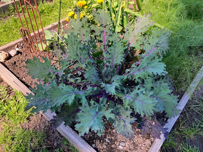 Kale - Red Russian
