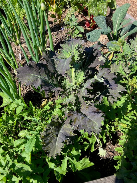 Kale - Specialty Mars Landing
