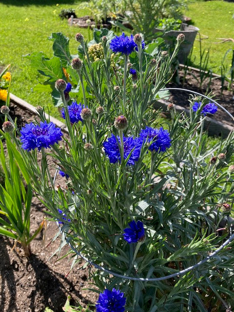 Centaurea cyanus 'Blue Boy Cornflower'