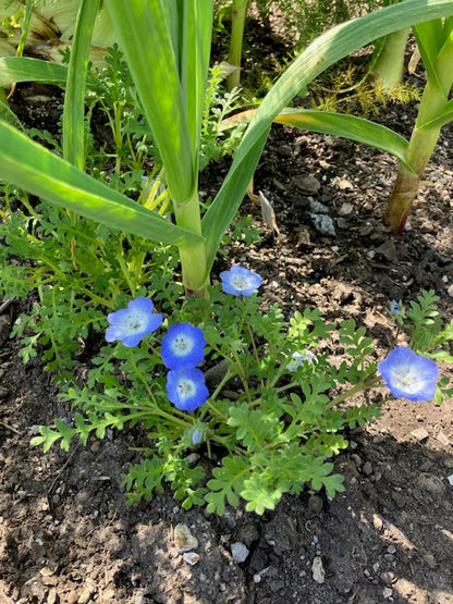Nemophila menziesii - Baby Blue Eyes