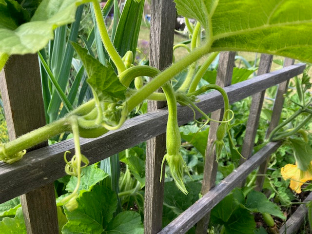 Summer Squash - Trombetta di Albenga Heirloom Climbing