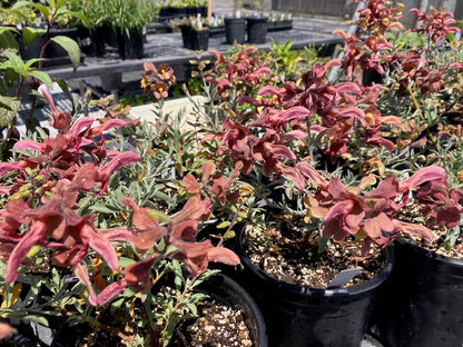 Salvia africana-lutea - African Sage (Dusty Rose)