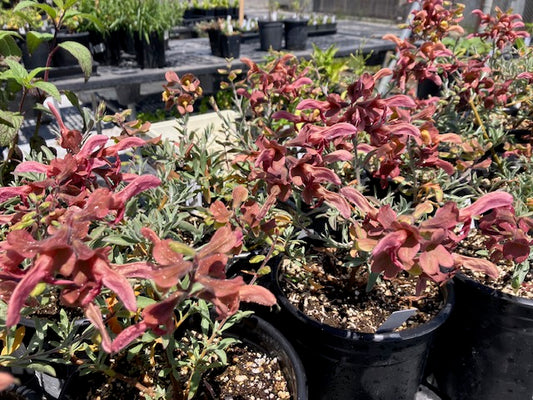 Salvia africana-lutea - African Sage (Dusty Rose)