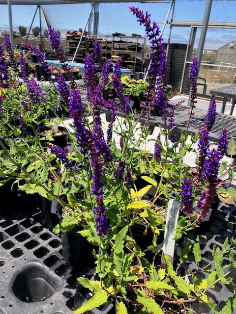 Salvia superba - Violet Queen