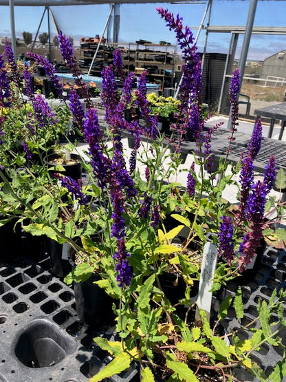 Salvia superba - Violet Queen