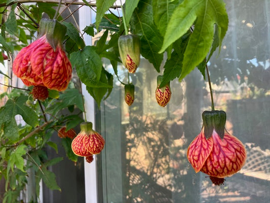 Abutilon Tiger Eye - 'Tiger Eye' Flowering Maple
