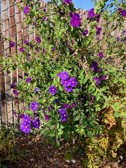 Lycianthes rantonnetii - Purple Potato Bush