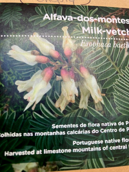 Erophaca baetica - Milk-vetch (from Portugal/ Alfava-dos-montes)