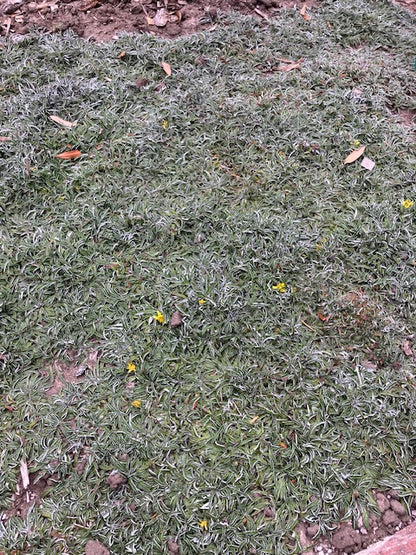 Dymondia margaretae- 'Silver Carpet'