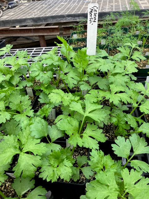 Celery (Stalk) - 'Merlin'