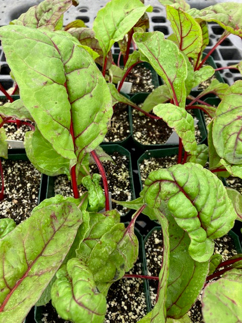 Chard - Ruby Red Heirloom