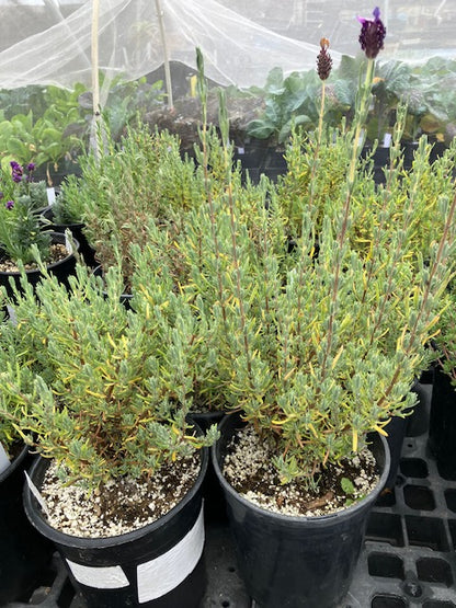 Lavandula stoechas - Purple Ribbons Spanish Lavender