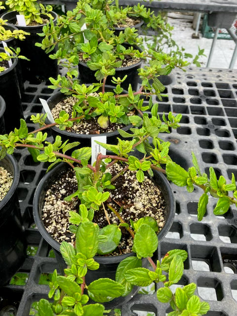 Ceanothus thyrsiflorus var. griseus 'Carmel Creeper'