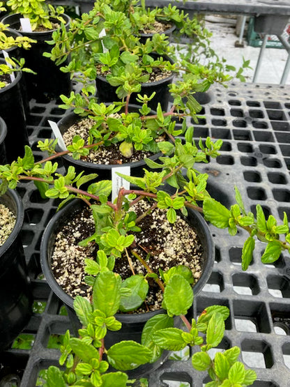 Ceanothus thyrsiflorus var. griseus 'Carmel Creeper'