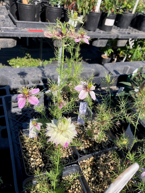 Nigella damascena - Love-In-A-Mist (Mulberry Rose)