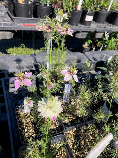 Nigella damascena - Love-In-A-Mist (Mulberry Rose)