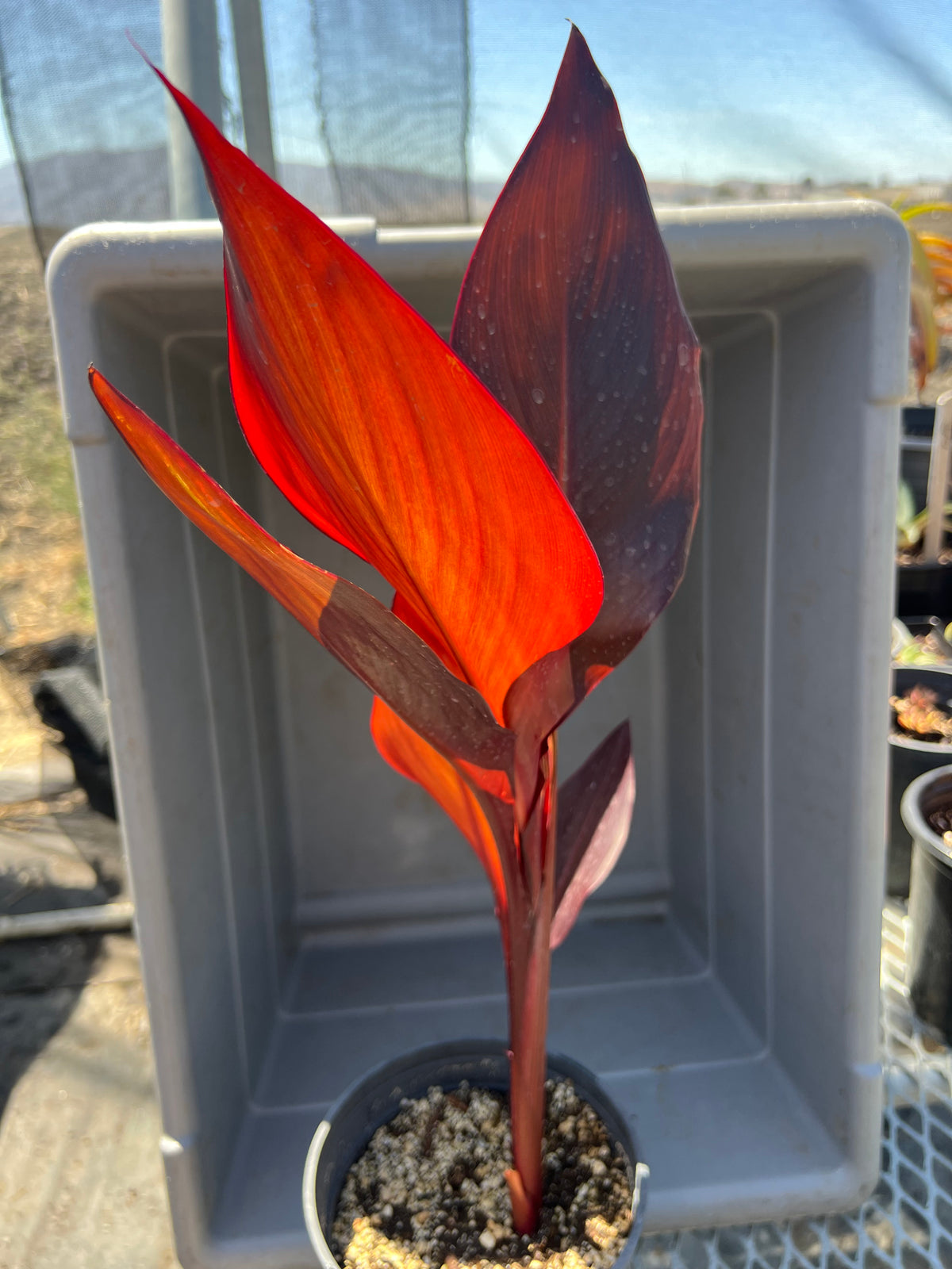 Canna musifolia - Banana leaf canna (Orange flowering)