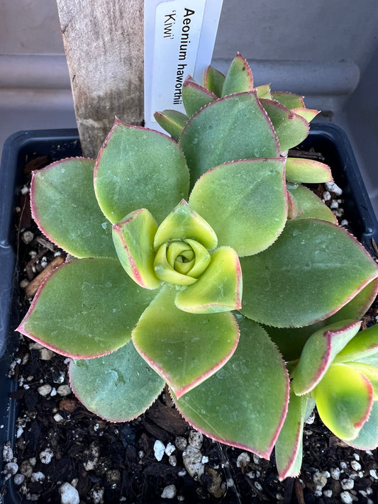 Aeonium haworthii - 'Kiwi'