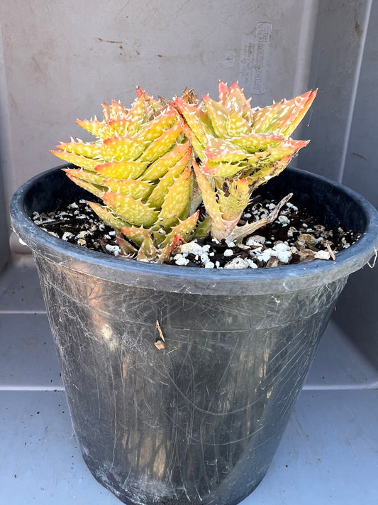 Aloe juvenna - Tiger Tooth Aloe