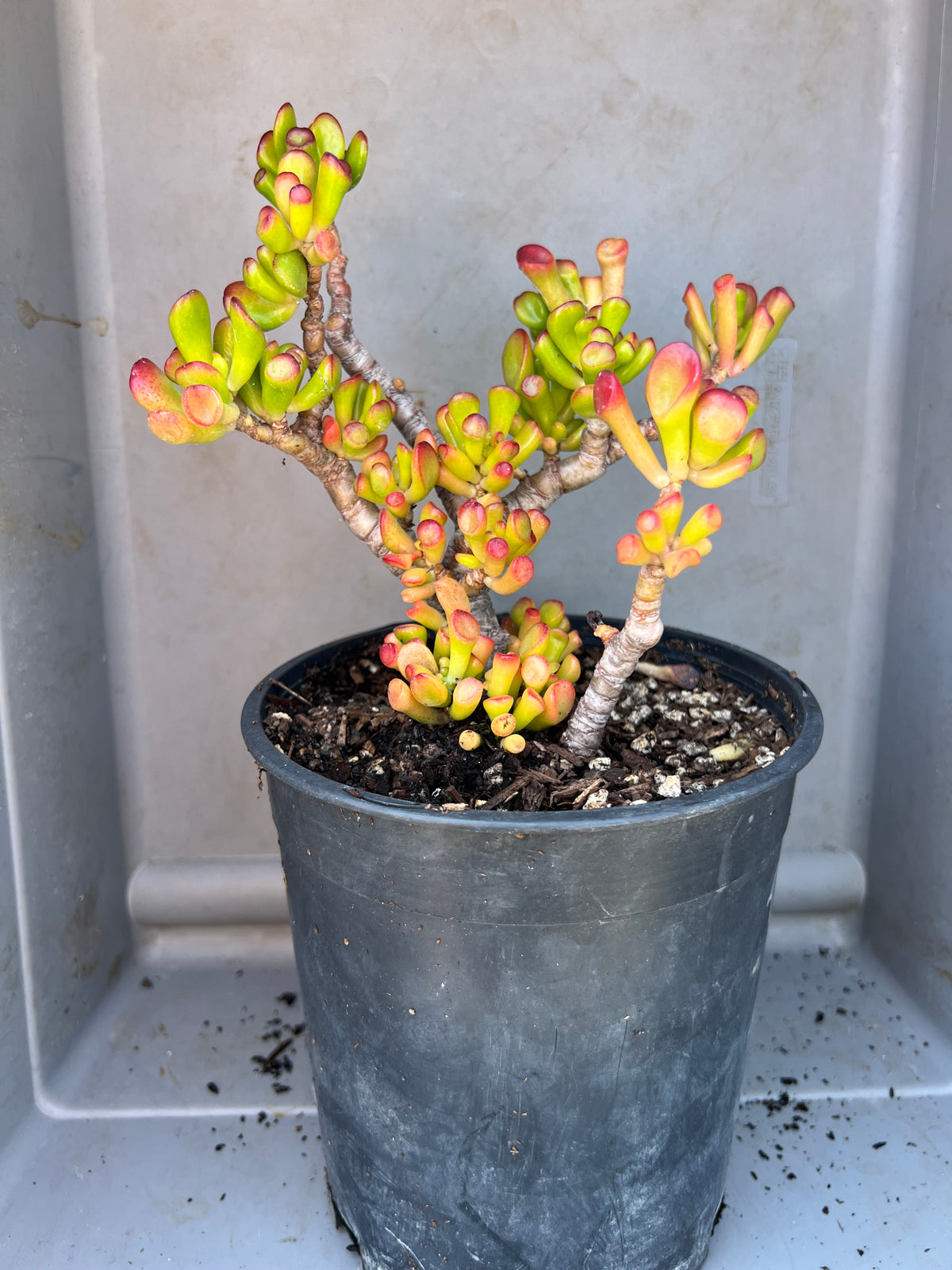 Crassula ovata - 'Hobbit'