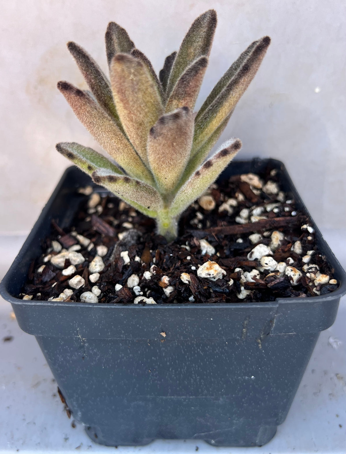 Kalanchoe tomentosa - 'Panda Plant'