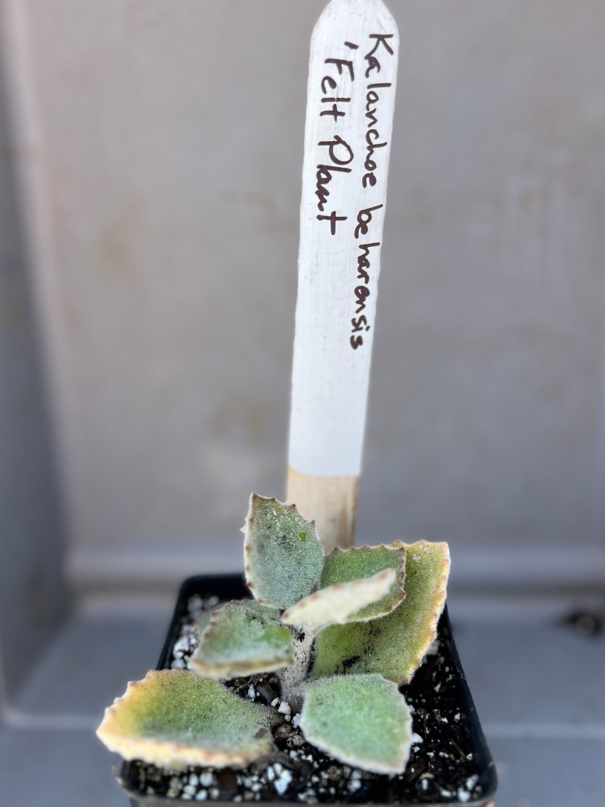 Kalanchoe beharensis - 'Fang'