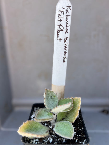 Kalanchoe beharensis - 'Fang'