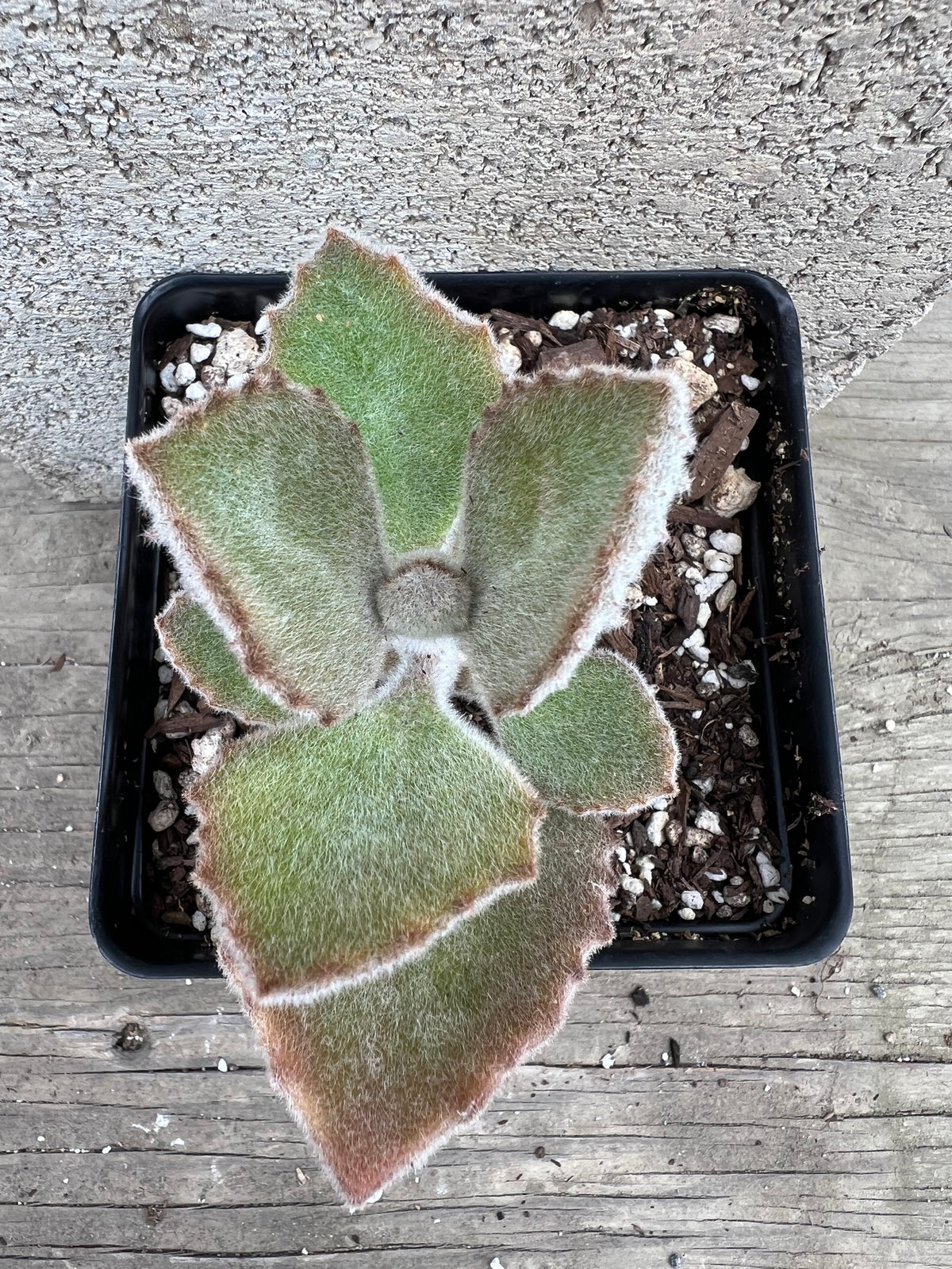 Kalanchoe beharensis - 'Fang'