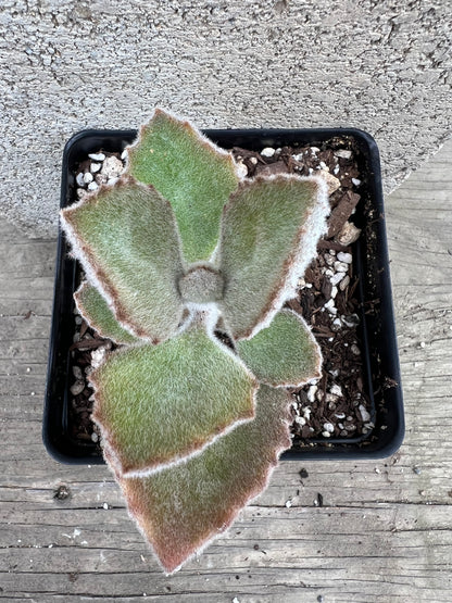 Kalanchoe beharensis - 'Fang'