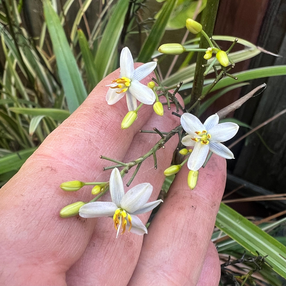 Dianella tasmanica 'Variegata' - Variegated Tasman Flax Lily