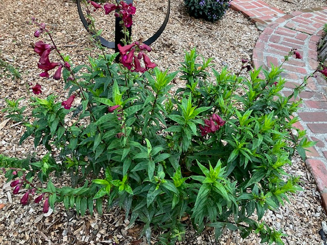 Penstemon 'Sour Grapes' (Beardtongue)