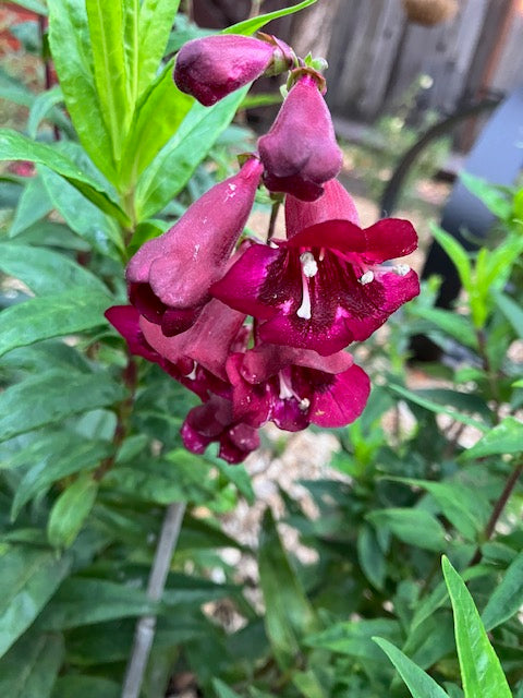Penstemon 'Sour Grapes' (Beardtongue)