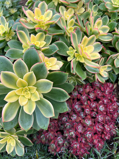Aeonium haworthii - 'Kiwi'