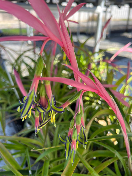 Billbergia nutans - Queens Tears, Friendship Plant
