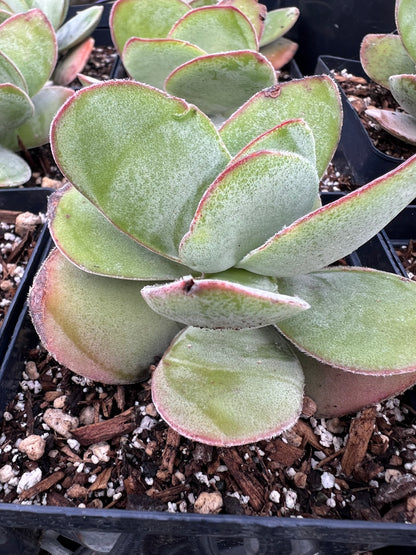 Crassula cotyledonis