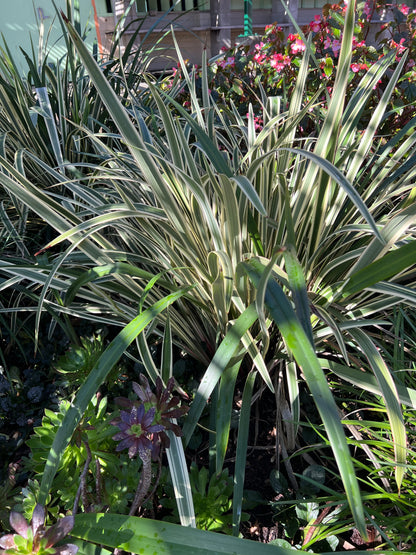 Dianella tasmanica 'Variegata' - Variegated Tasman Flax Lily