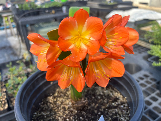 Clivia miniata - Reddish-orange