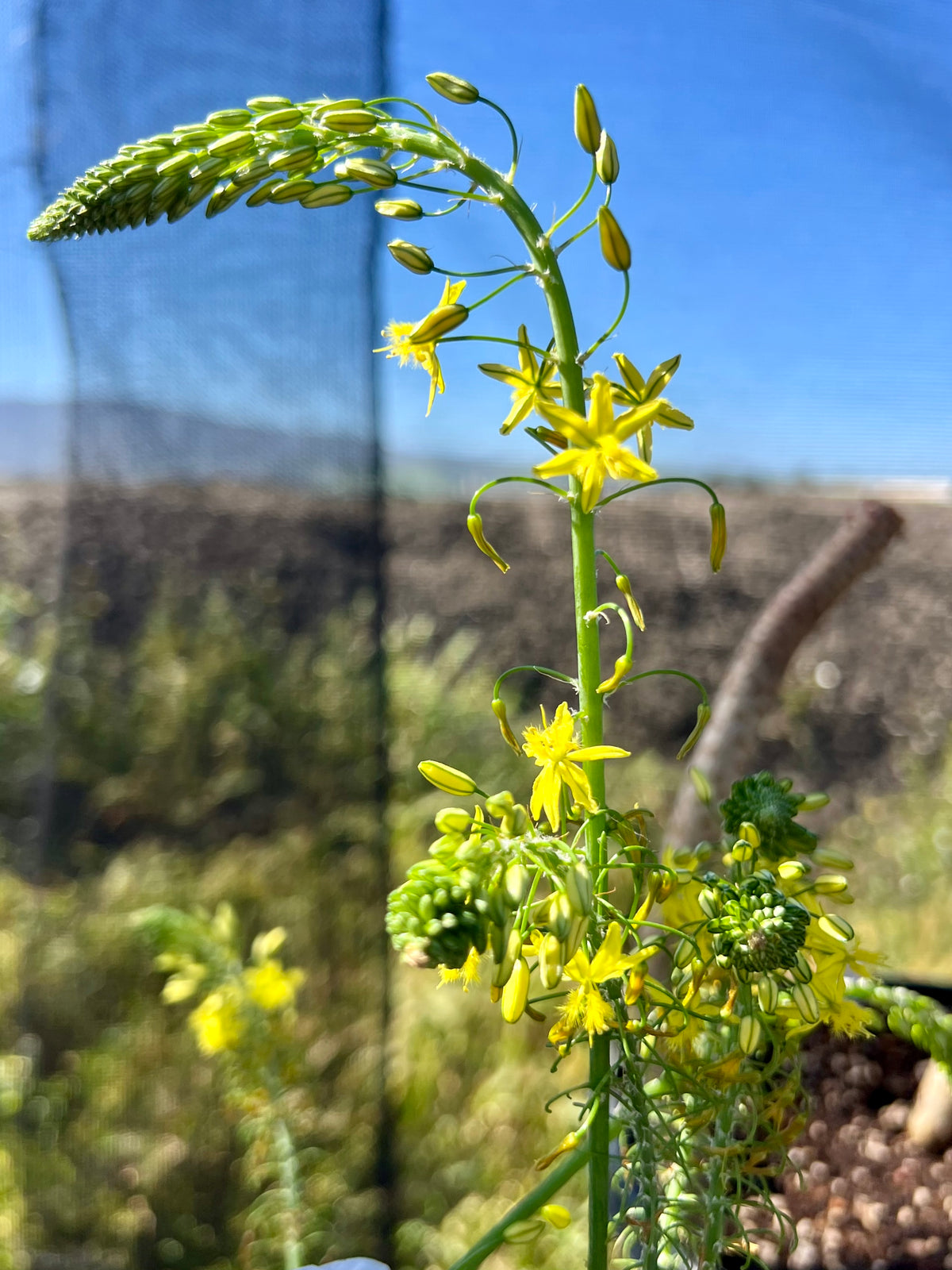 Bulbine fructescens - Jelly Burn Plant (Yellow)