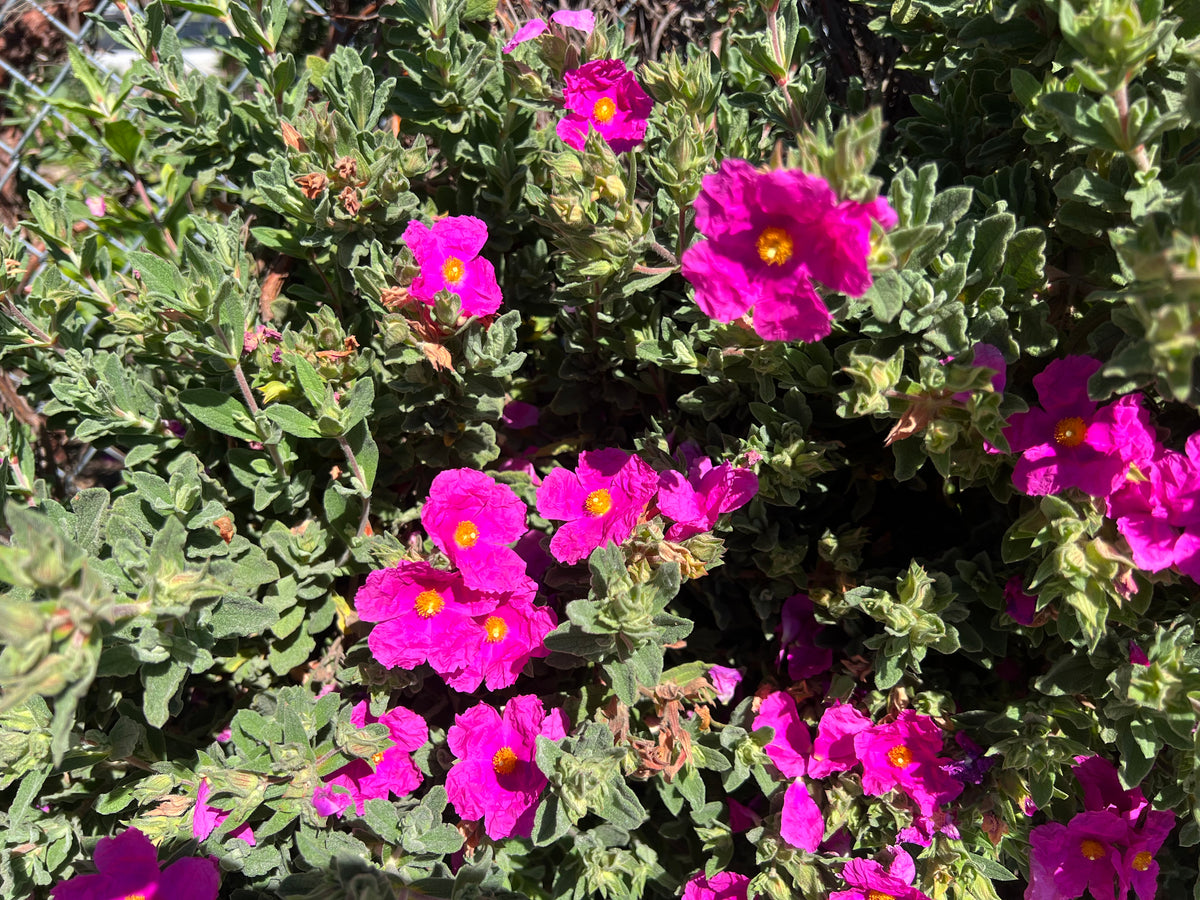 Cistus crispus - 'Curly Rockrose'