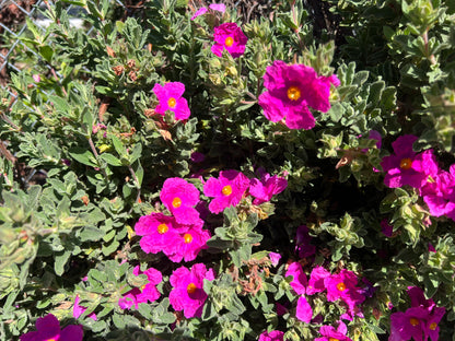 Cistus crispus - 'Curly Rockrose'