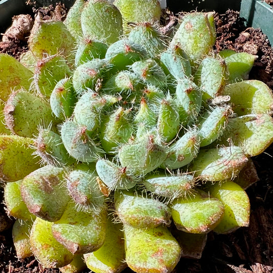 Echeveria setosa - Mexican Firecracker