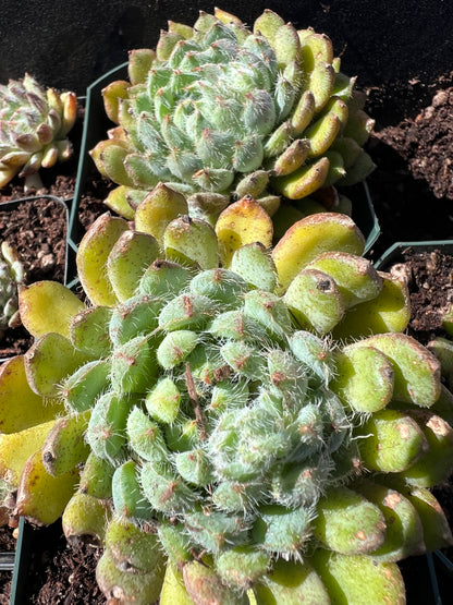 Echeveria setosa - Mexican Firecracker