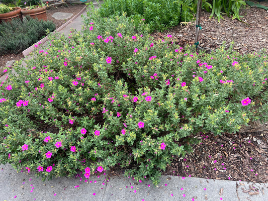 Cistus crispus - 'Curly Rockrose'
