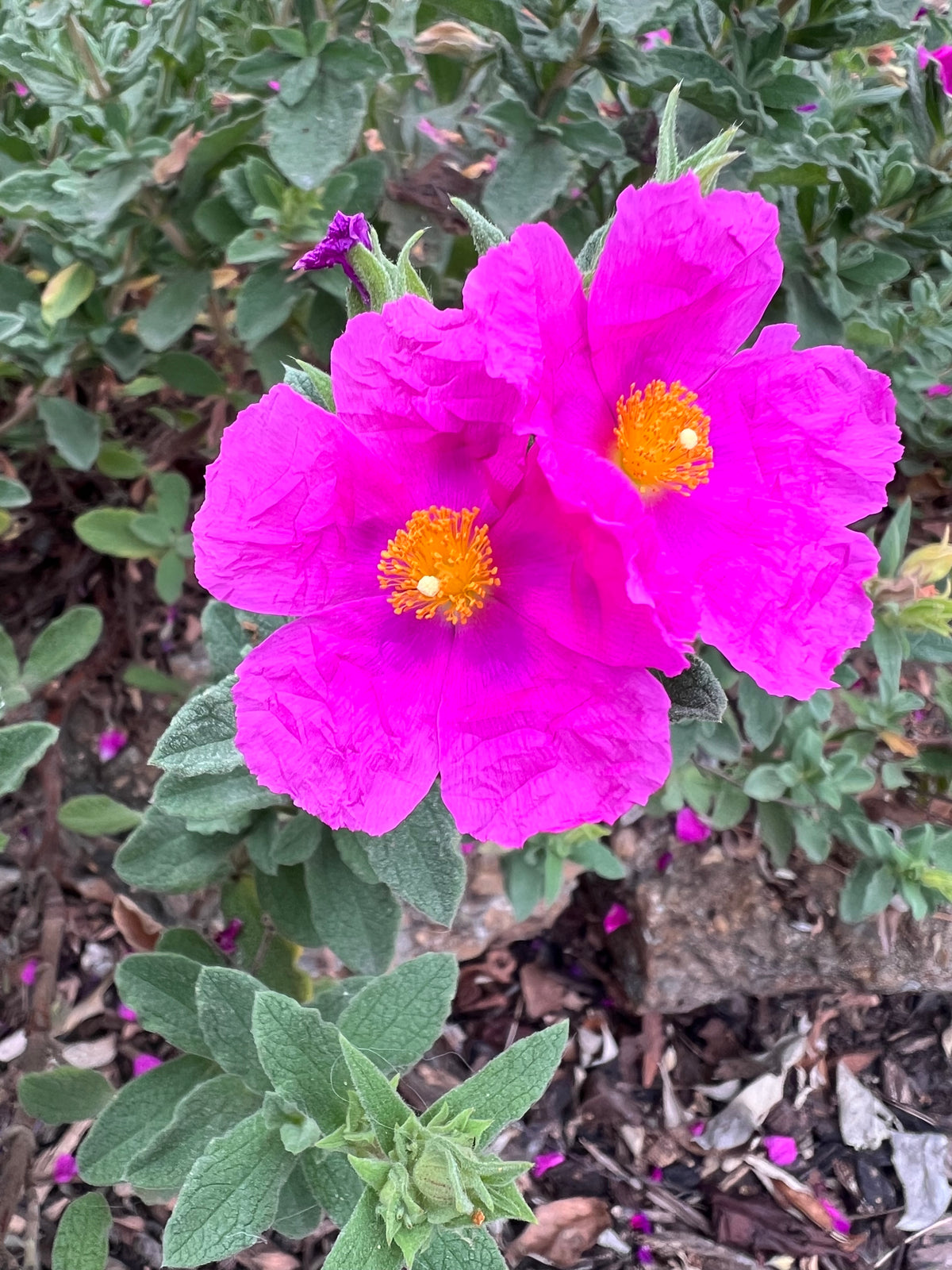 Cistus crispus - 'Curly Rockrose'