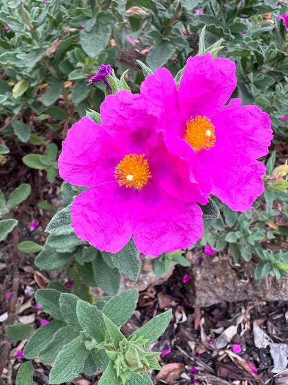 Cistus crispus - 'Curly Rockrose'
