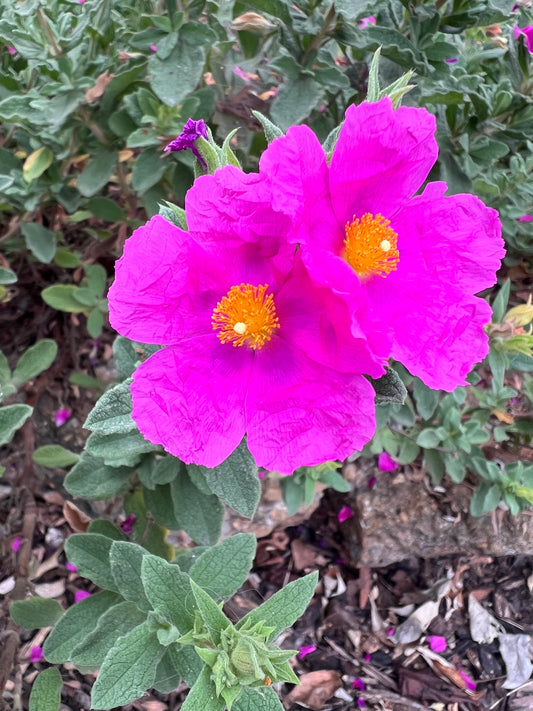 Cistus crispus - 'Curly Rockrose'