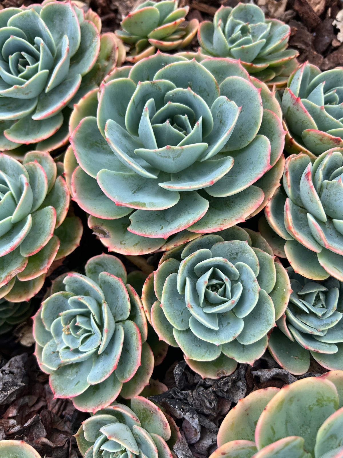 Echeveria - 'Blue Hens and Chicks'