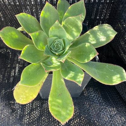 Aeonium simsii - Sims aeonium